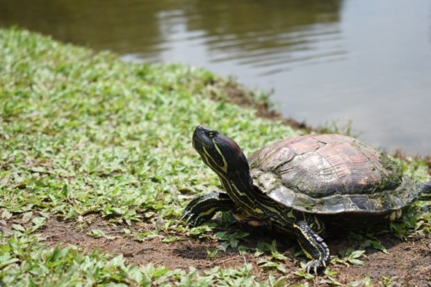 Household Pet Aquatic Turtles as well as Outdoor Ponds